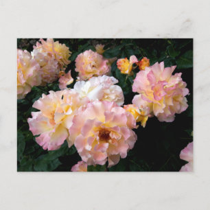 Roses Flowers , Pink Yellow Roses Postcard
