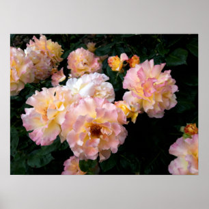 Roses Flowers , Pink Yellow Roses Poster