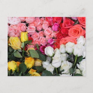 Roses for sale, San Miguel de Allende, Mexico Postcard