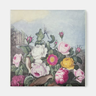 Roses, from 'The Temple of Flora' Magnet