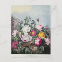 Roses, from 'The Temple of Flora'