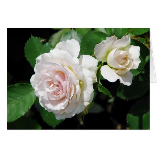 Roses Greeting Card