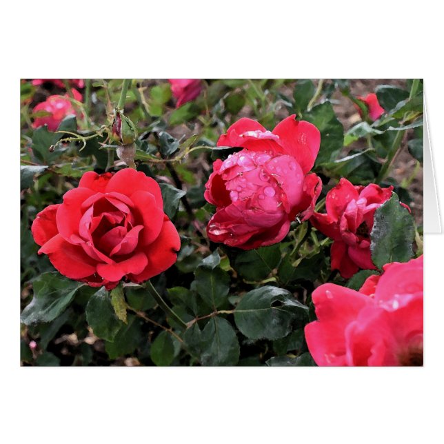 Roses Greeting Card (Front Horizontal)