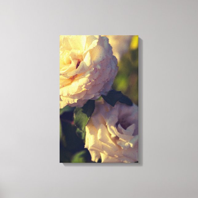 Roses in a garden canvas print (Front)