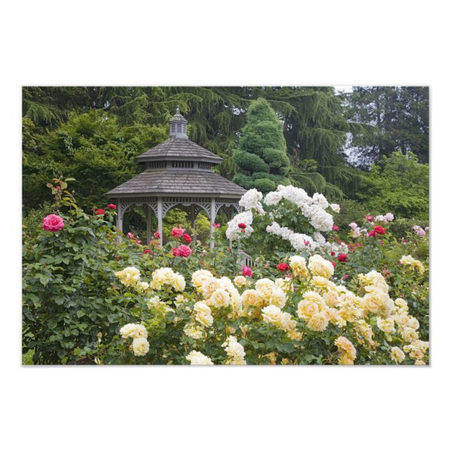 Roses in bloom and Gazebo Rose Garden at the Photo Print (Front)