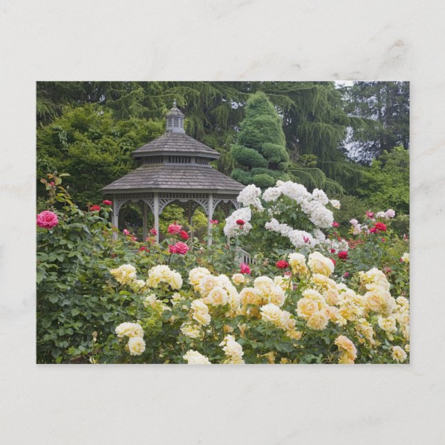 Roses in bloom and Gazebo Rose Garden at the Postcard (Front)