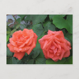 Roses in the Rain 7-19-2012 001.JPG Postcard