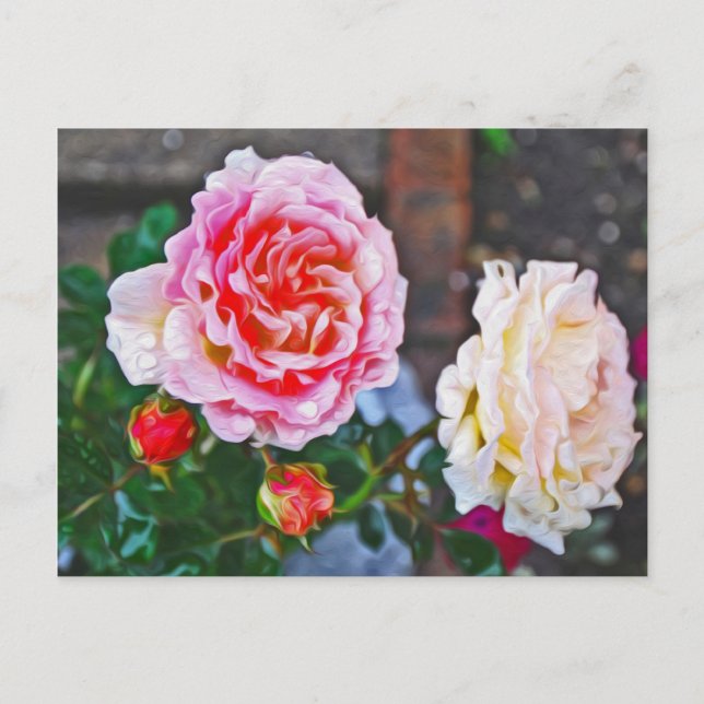 Roses in the rain postcard (Front)