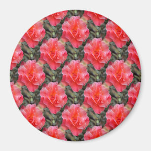 Roses of Love........ Magnet