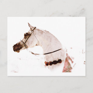 Roses on a Grey Postcard
