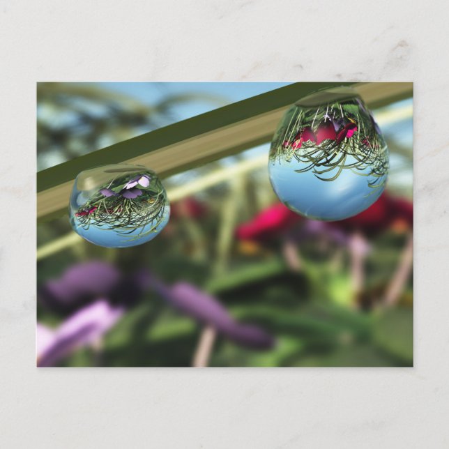 Roses on Raindrops Postcard (Front)