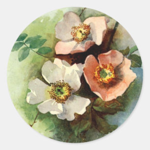 Roses on the Vine - Sticker