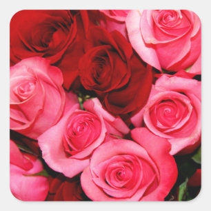 Roses, Pink and Red Square Sticker