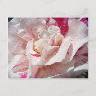ROSES Pink White Rose Flowers 1 Cards Gifts Mugs