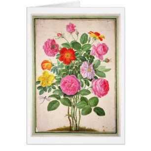 Roses, plate 4 from the Nassau Florilegium (w/c on