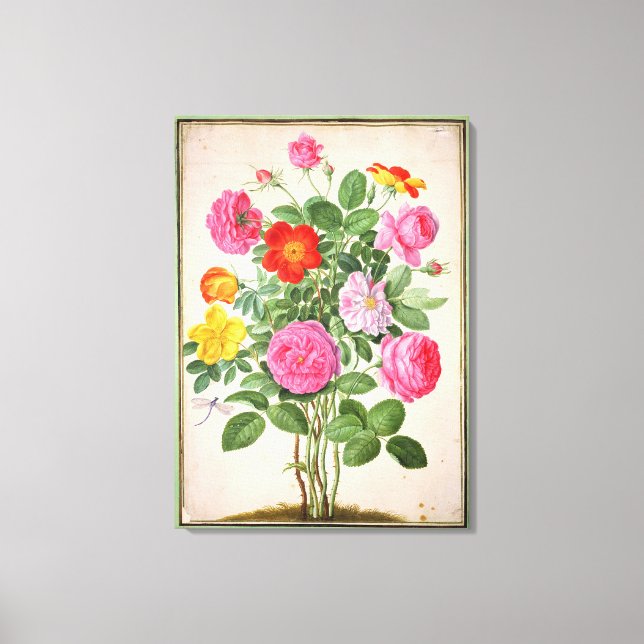 Roses, plate 4 from the Nassau Florilegium (w/c on Canvas Print (Front)