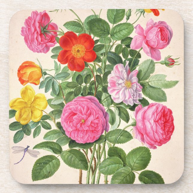 Roses, plate 4 from the Nassau Florilegium (w/c on Coaster (Front)