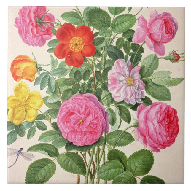 Roses, plate 4 from the Nassau Florilegium (w/c on Tile (Front)