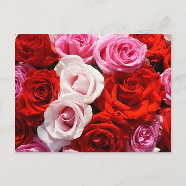 Roses Postcard (Front)
