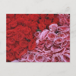 Roses Postcard