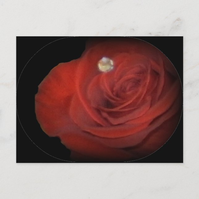 Roses Postcard (Front)