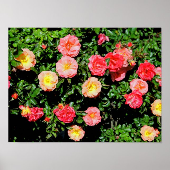 Roses Poster (Front)