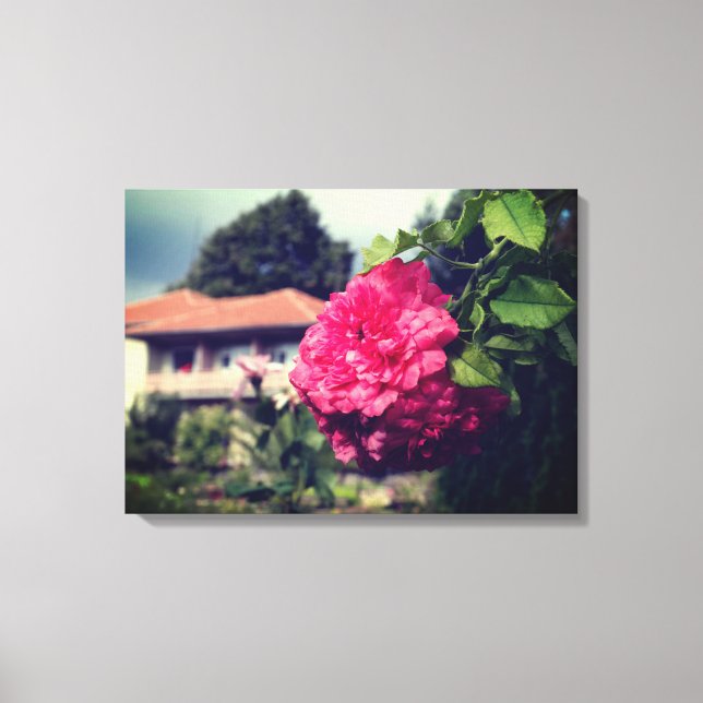 Roses, Rustic Photo, Summer Stretched Canvas Print (Front)