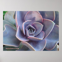 Rosette Succulent Beauty