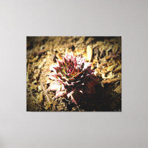Rosette Succulent in Soil Canvas Print