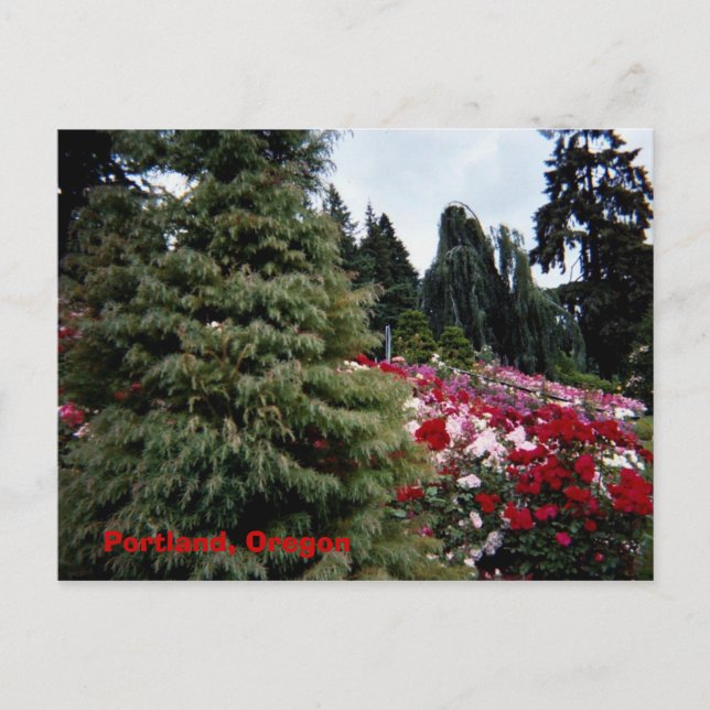 Rosey Landscape Portland, Oregon Postcard (Front)