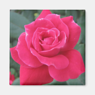 Rosey Magnet