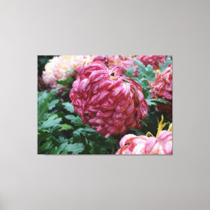 Rosey Mums in the Rain! on a Canvas Print