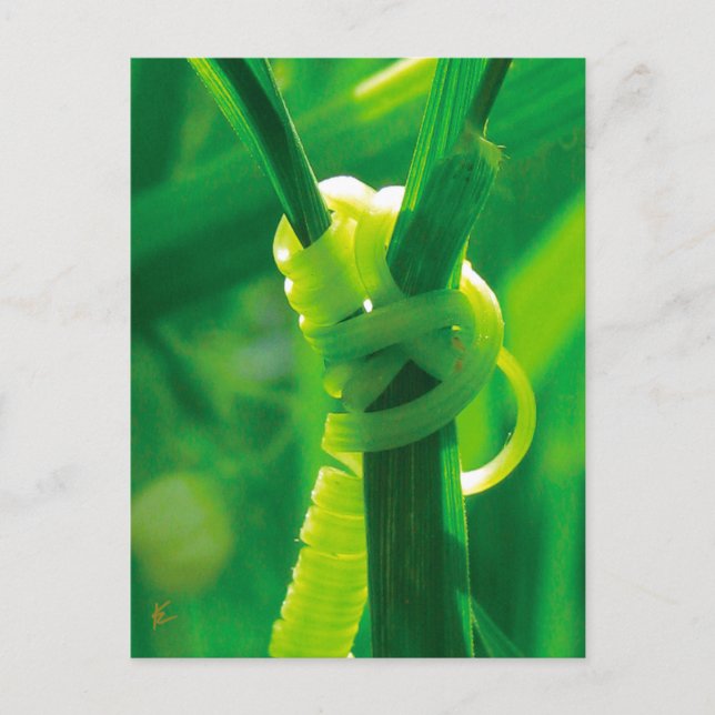 Rosie the Riveter Sweet Pea Vine Encouragement Postcard (Front)