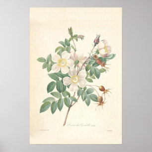 Rosier Canvas Print