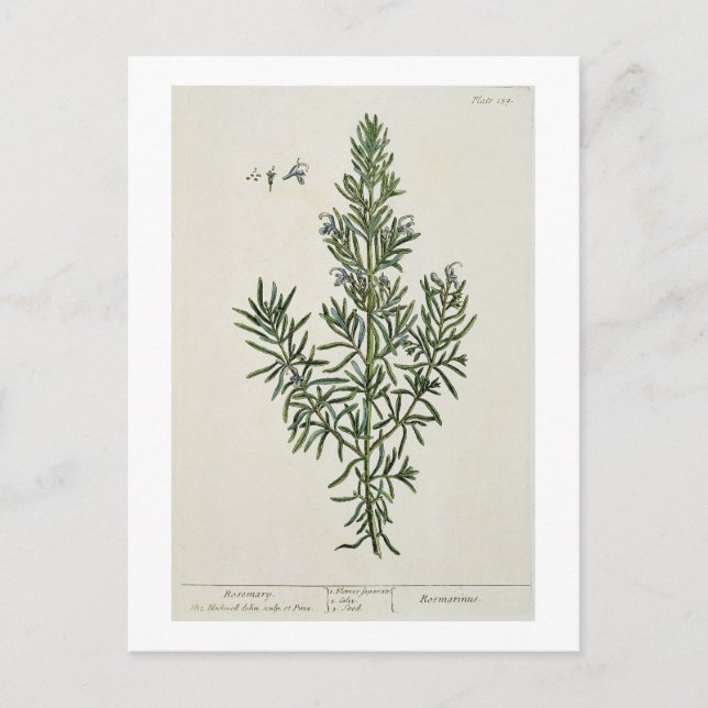 Rosmarinus Officinalis, from 'A Curious Herbal', 1 Postcard (Front)