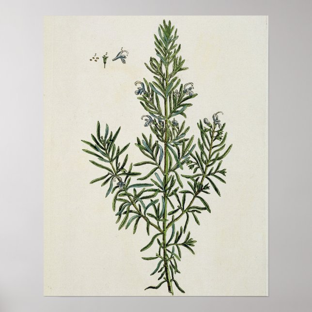 Rosmarinus Officinalis, from 'A Curious Herbal', 1 Poster (Front)