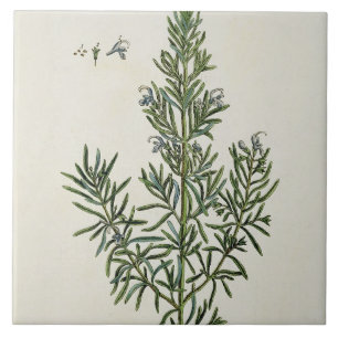 Rosmarinus Officinalis, from 'A Curious Herbal', 1 Tile