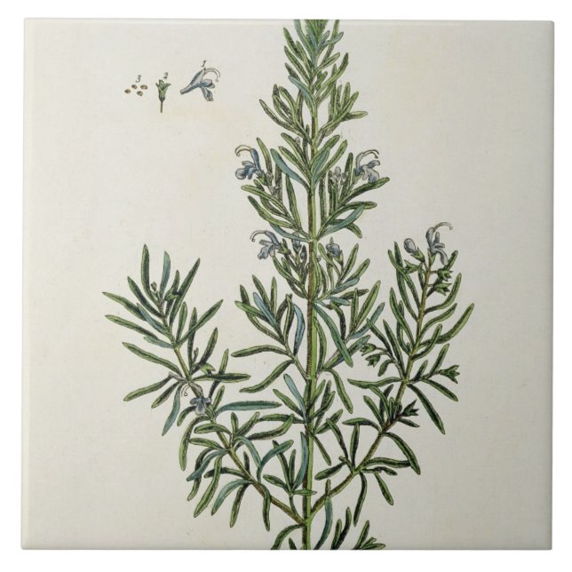 Rosmarinus Officinalis, from 'A Curious Herbal', 1 Tile (Front)