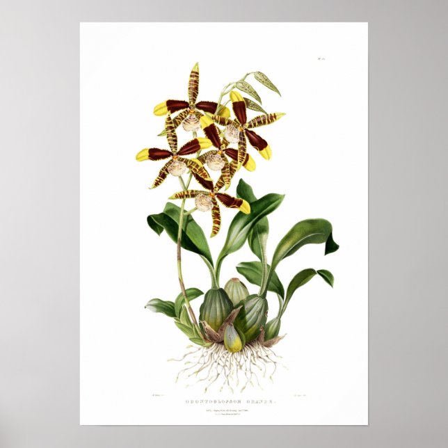 Rossioglossum grande by Miss Drake. Poster (Front)