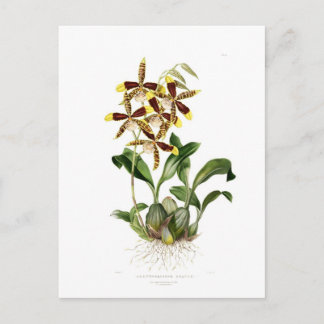Rossioglossum grande postcard