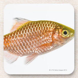 Rosy barb fish (Puntius conchonius) Coaster