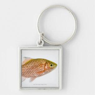 Rosy barb fish (Puntius conchonius) Key Ring