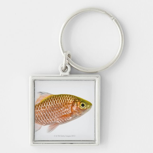 Rosy barb fish (Puntius conchonius) Key Ring (Front)