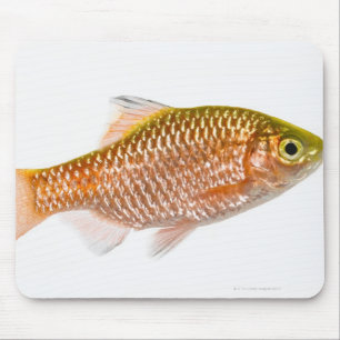 Rosy barb fish (Puntius conchonius) Mouse Mat