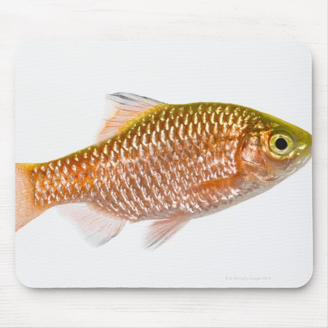 Rosy barb fish (Puntius conchonius) Mouse Mat (Front)