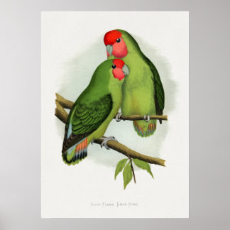 Rosy-Faced Love-Bird (Agapornis roseicollis)  Poster