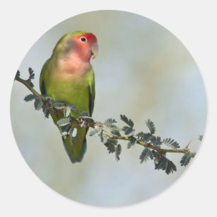 Rosy- faced love bird on a branch  classic round sticker