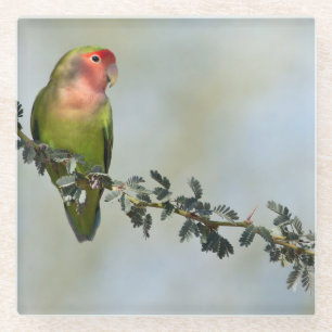 Rosy- faced love bird on a branch glass coaster