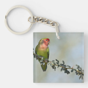 Rosy- faced love bird on a branch key ring