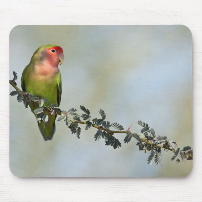 Rosy- faced love bird on a branch mouse mat (Front)